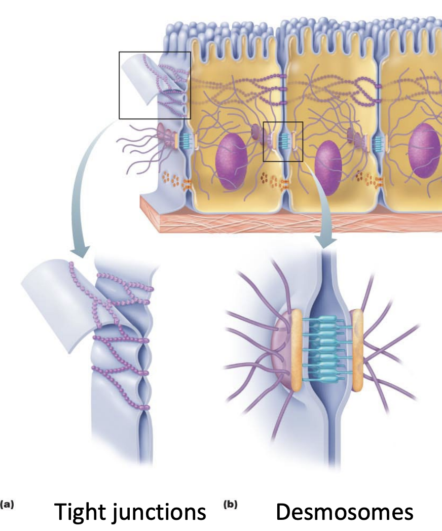 <p>Cells are connected via specialised contacts:</p><ul><li><p>“Tight junctions” or “Desmosomes”</p></li><li><p>Prevent the <strong>passage of unwanted substances</strong> from the external environment, enables the epithelial surface to be one continuous sheet</p></li></ul><p></p>