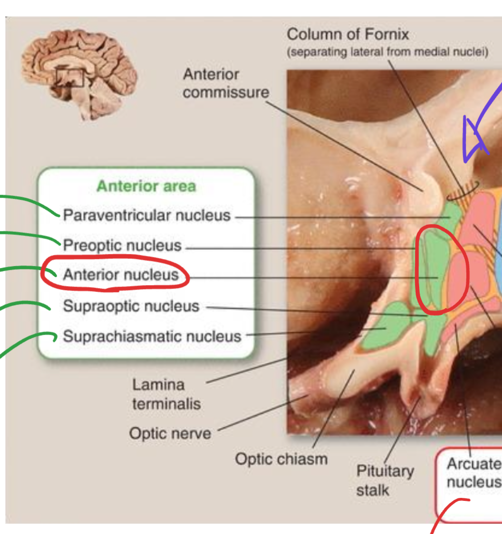 <p>Anterior hypothalamic nucleus</p>