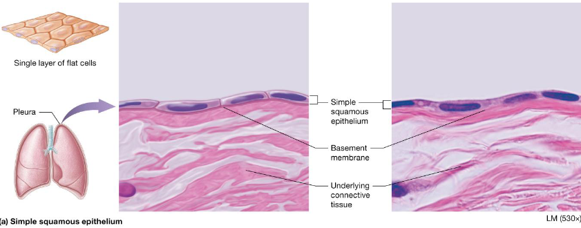 <ul><li><p>Cells flattened laterally</p></li><li><p>Rapid diffusion</p></li><li><p>2 special cells based on locations:</p><ul><li><p>Endothelium</p></li><li><p>Mesothelium</p></li></ul></li></ul><p></p>