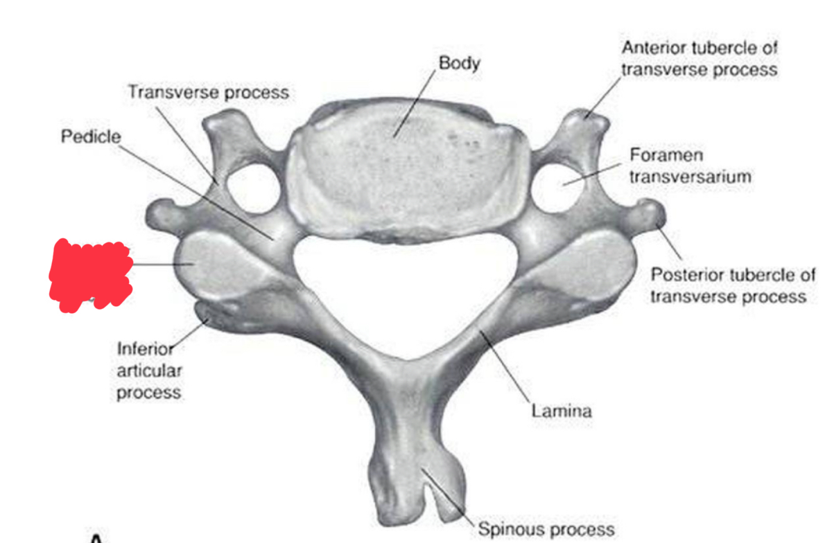 <p>What is this structure?</p>