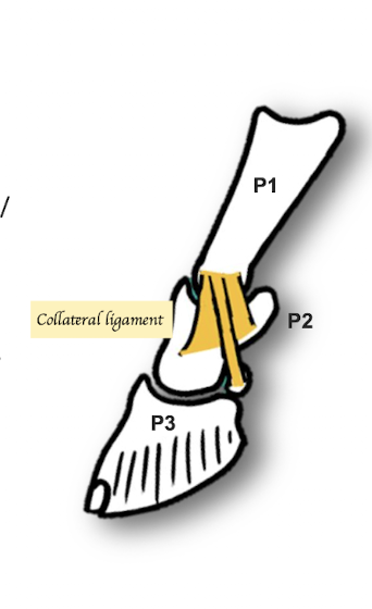 <p>Collateral ligament x2 pairs <br>1. Runs from the Proximal Phalanx (P1) to the Middle Phalanx (P2) <br>2. Proximal Phalanx (P1) to navicular bone </p>