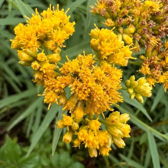 <p>Grass-leaved goldenrod</p>