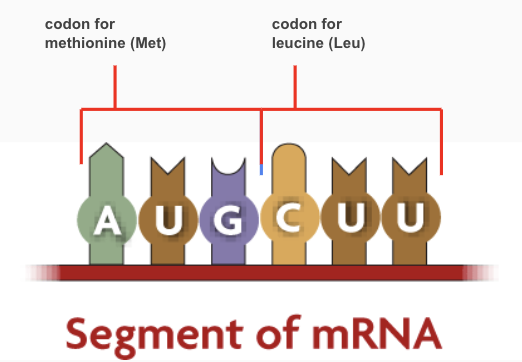 <p>It is a sequence of three nucleotides that codes for an amino acid.</p>