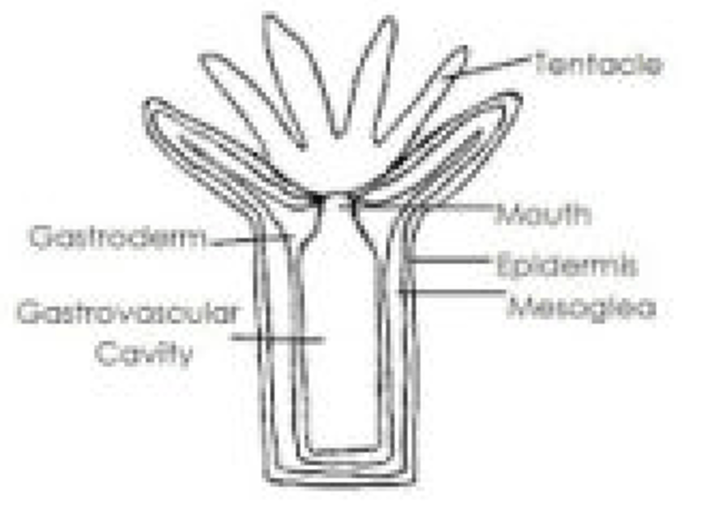 <p>sessile, tubular body with mouth at top surrounded with tentacles (corals and sea anemones)</p>