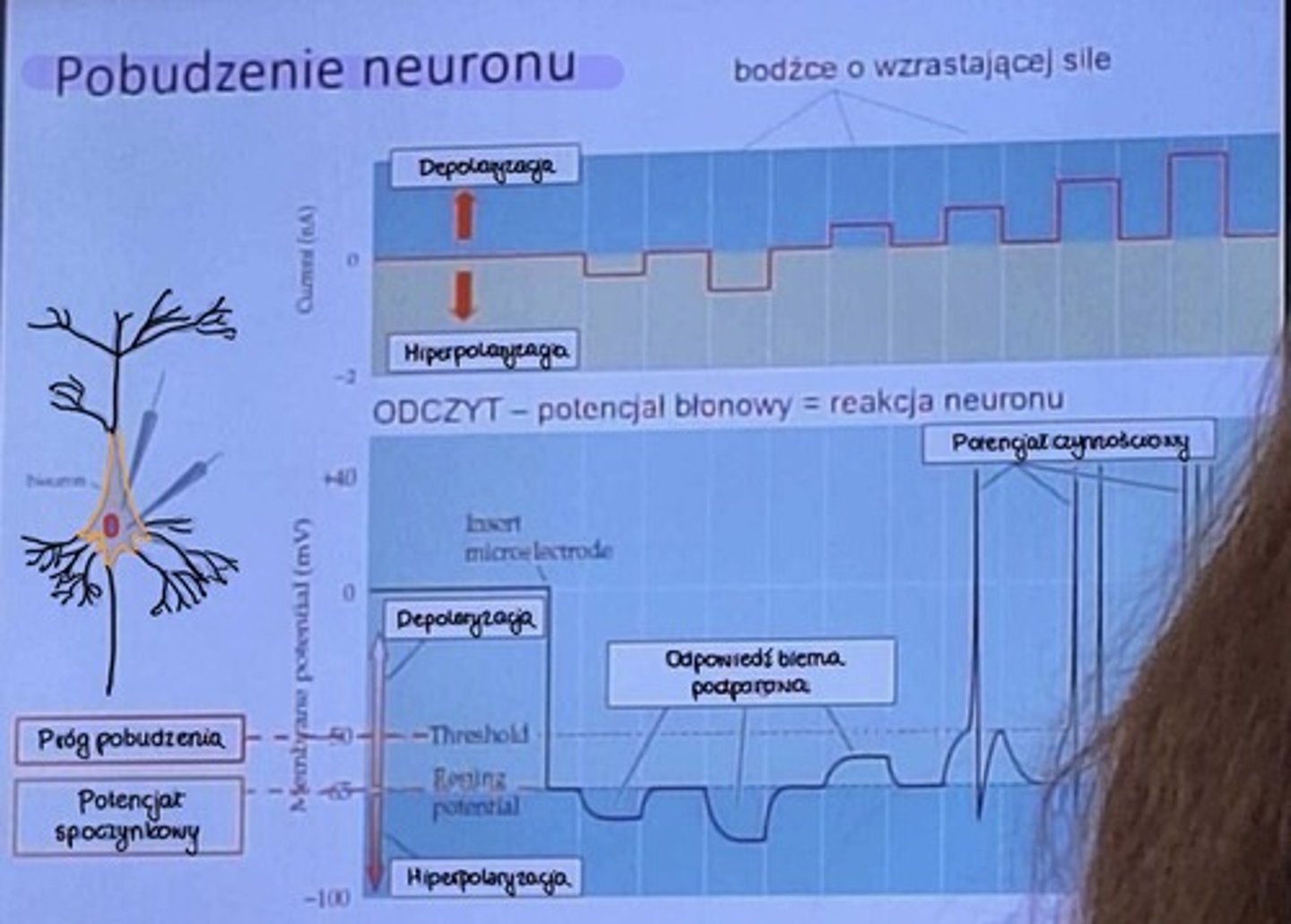<p>Pobudzenie neuronu</p>