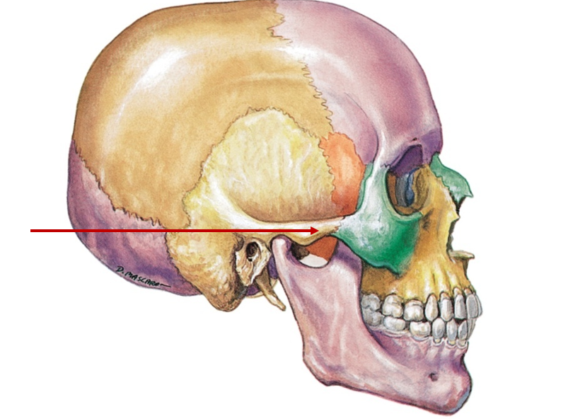 <p>Projection, connects temporal and zygomatic</p>