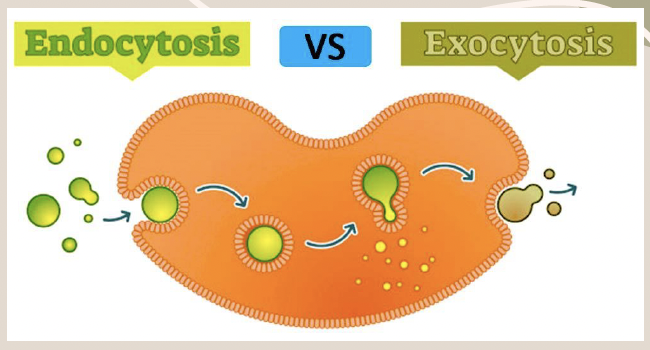 <p>The process by which a cell releases substances to the outside by using the opposite process of endocytosis.</p>
