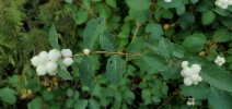Snowberry