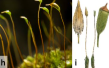 <p>What these are</p>