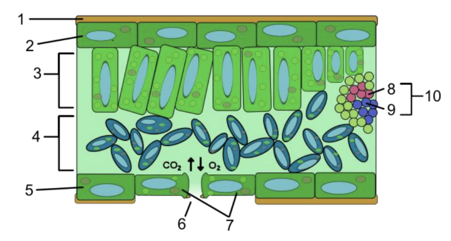 <p>Name the parts of the leaf</p>