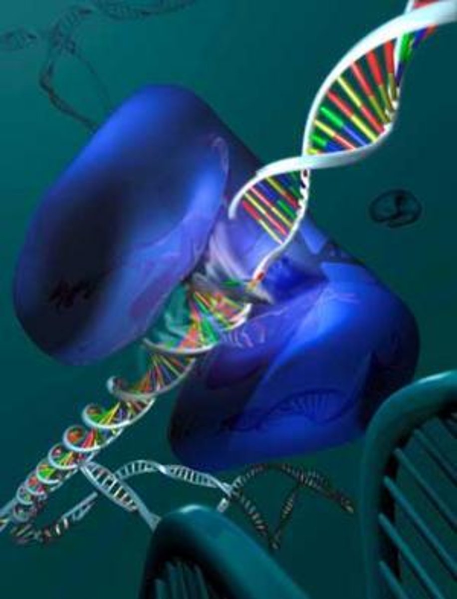 <p>Enzyme that functions in DNA replication, helping to relieve strain in the double helix ahead of the replication fork.</p>