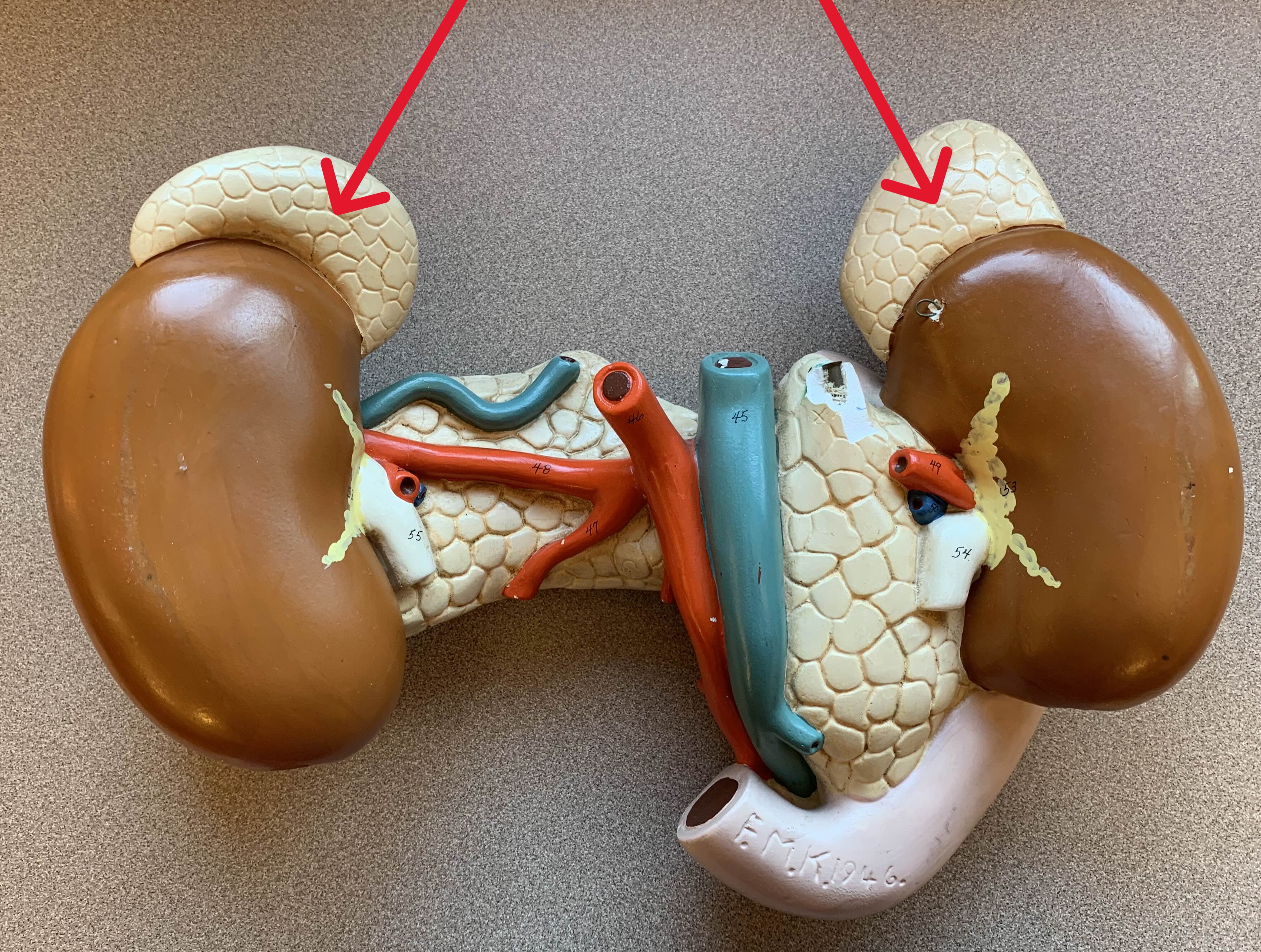 <p>Located on top of the kidneys</p>