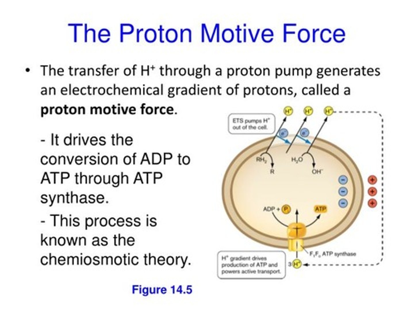 <p>(C) The Proton-Motive Force</p><p>The Proton-Motive Force is the proper name for the electrochemical proton gradient that is responsible for driving the Chemiosmosis of H+</p>