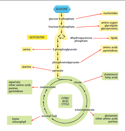 <p>Each black arrow in the diagram denotes a single enzyme-catalysed reaction. Red arrows generally represent pathways with many steps that are required to produce the indicated products.</p>