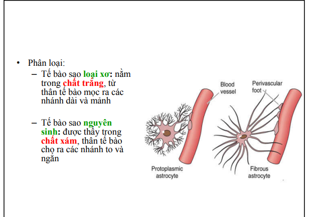 <p>TB sao loại xơ: nằm trong chất trắng, nhánh dài mảnh và ít nhánh</p><p>Tb sao nguyên sinh:Nằm trong chất xám,có rất nhiều nhánh ngắn và to</p>