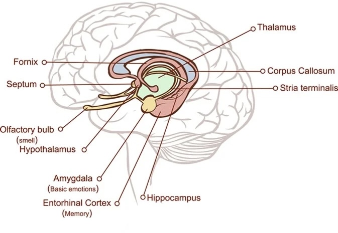 structures at the edge (limit) of the boundary between the forebrain and hindbrain that are most associated with emotional behavior and memory formation