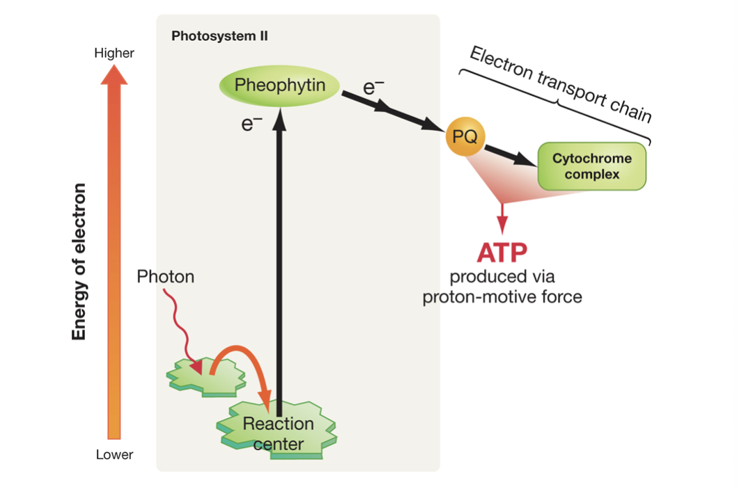 <p>Describe the chemical process of converting light energy into chemical energy.</p>