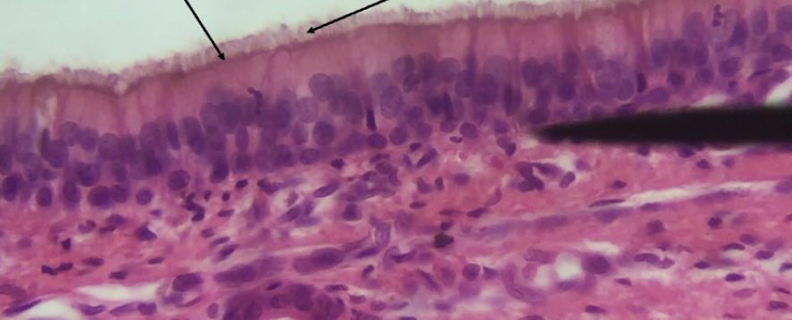 <ol><li><p><strong>Name the tissue type</strong></p></li><li><p><strong>Name the cell type</strong></p></li><li><p><strong>Know where it is found in the body</strong></p></li><li><p><strong>Know its function.</strong></p></li></ol><p></p>