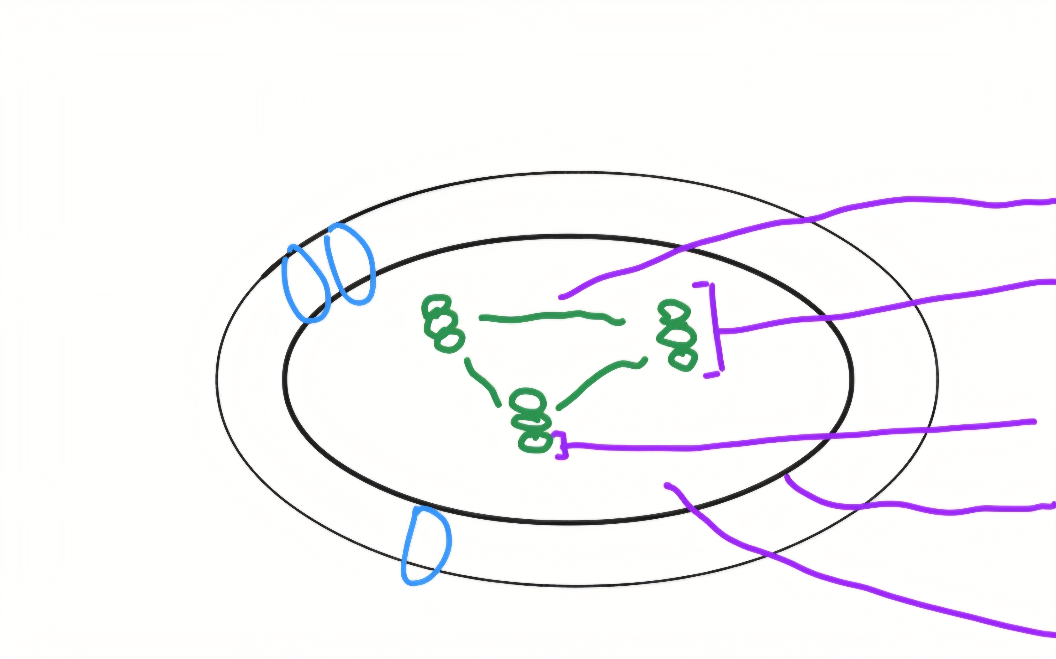 <p>label chloroplast</p>