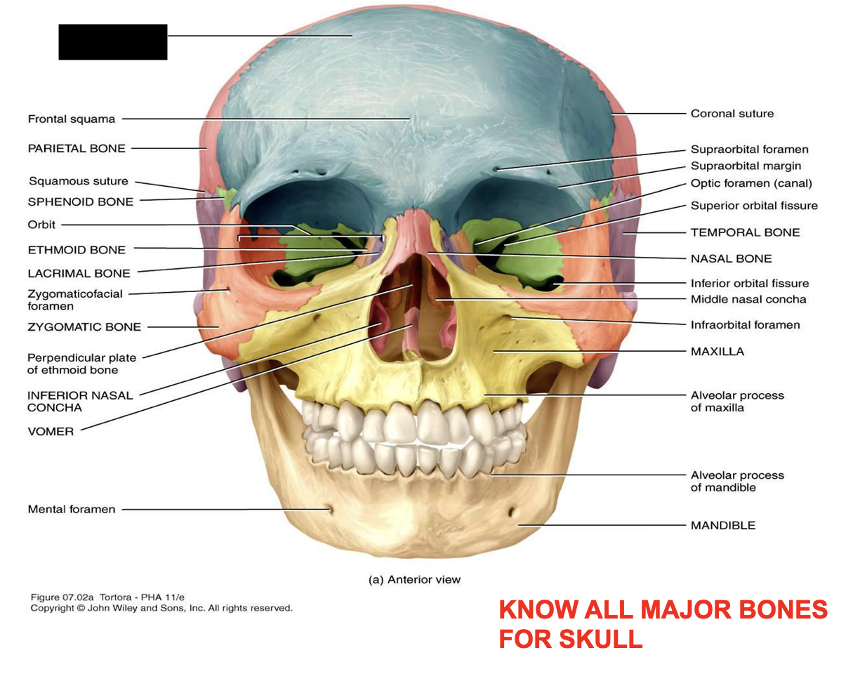 this is the skull, what major bone is this?