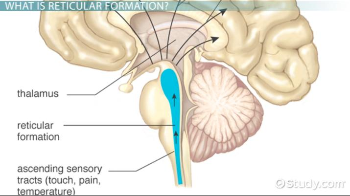 <p><strong>responsible for sensation, consciousness, attention, and the sleep-wake cycle</strong><span>. transmits the sensory messages to different areas of the cerebral cortex through the thalamus.</span></p>