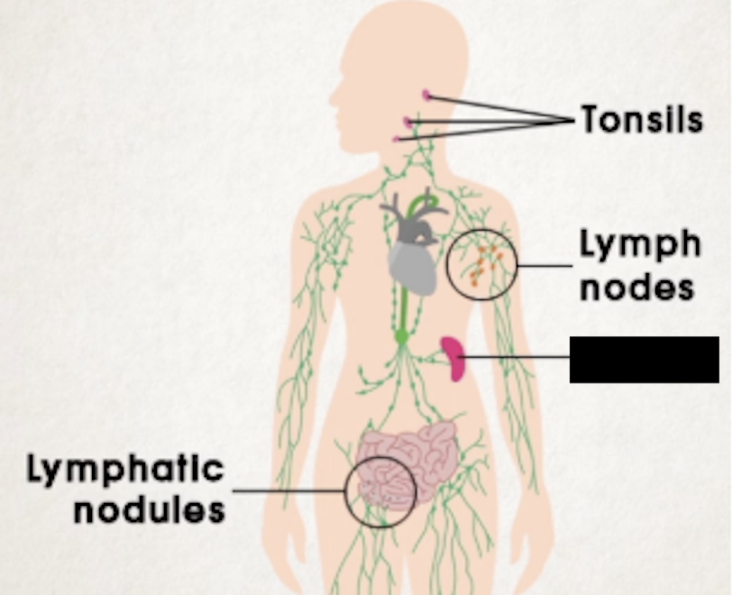 <ul><li><p><span>Largest lymphatic organ in the body</span></p></li><li><p><span>In upper left abdomen close to diaphragm</span></p></li><li><p><span>Smooth and convex, dark-purplish color</span></p></li><li><p><span>Holds a lot of blood that comes from celiac trunk of aorta to splenic artery to spleen</span></p></li><li><p><span>Where aged, damaged, and broken RBC are broken down and recycled</span></p></li><li><p><span>Blood reserve, can pump up to 100mL into circulation</span></p></li></ul><p></p>