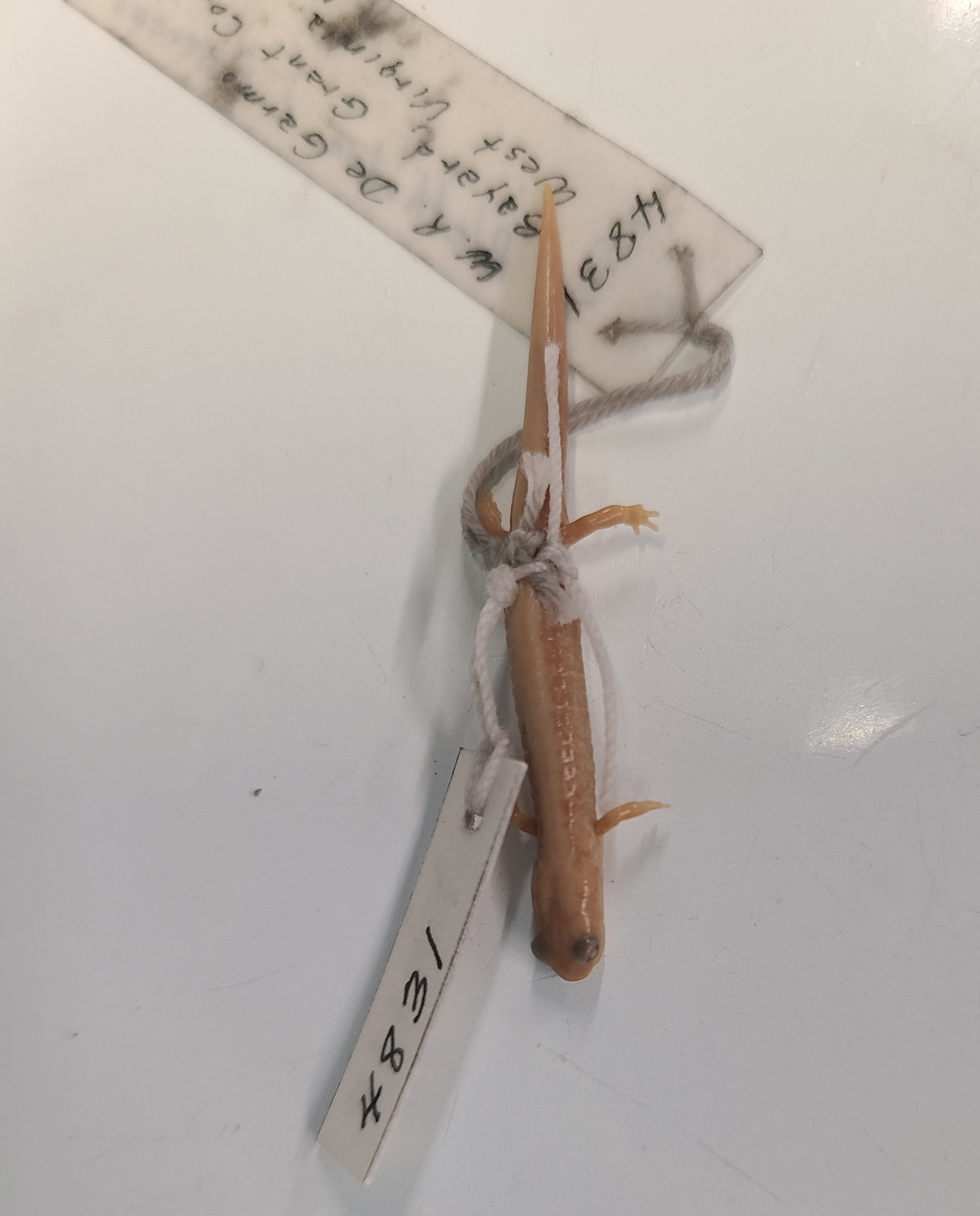 <p>Order and Family of Plethodon cinereus</p>