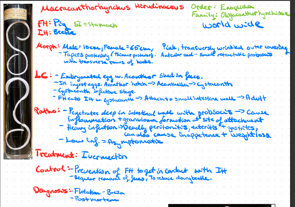 <p>Macracanthorhynchus hirudinaceus </p><img src="https://knowt-user-attachments.s3.amazonaws.com/ec2fd79f-8056-4c4b-880f-bff006bd2af7.png" data-width="100%" data-align="center"><p></p>