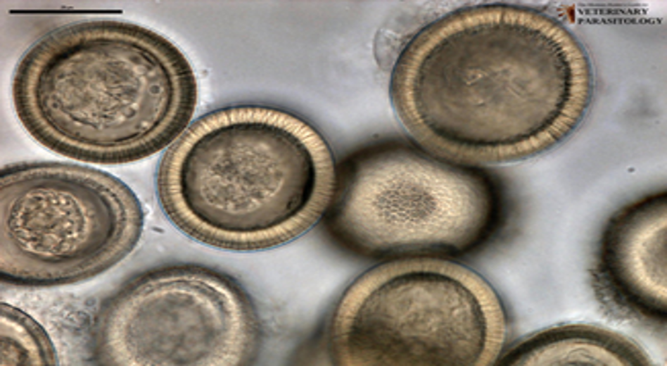 Host: dogs
Intermediate host: ruminants
Location: small intestine
Transmission: ingestion of infective intermediate host
Diagnosis: fecal float or by seeing proglottids in the feces
Treatment: praziquantel or esiprantel
Zoonotic?: no
Common name: canine taeniid 