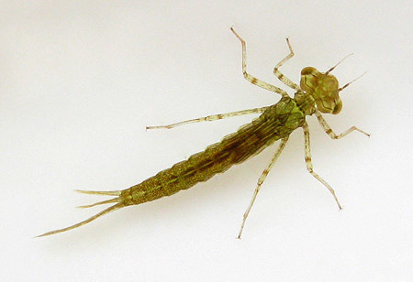 <p>develop quickly, long abdomen and distinctive prementum, three large external, fin-like gills, sensitive to oxygen and particles in water</p>