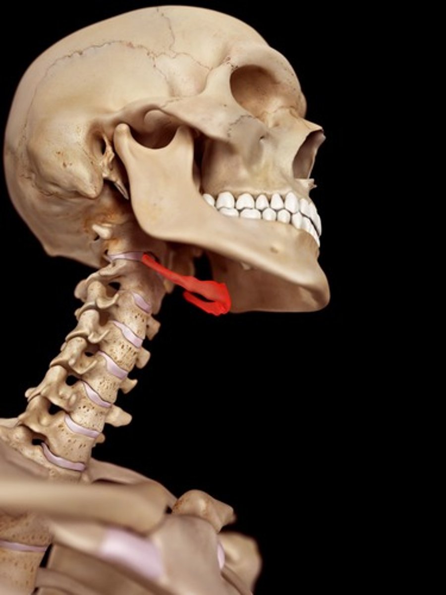 <p>Hyoid bone</p>
