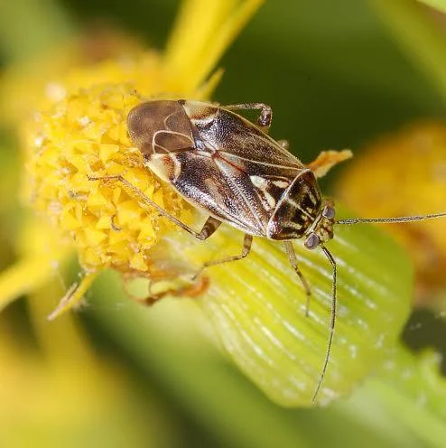 <p>ur cooked for ID</p><p>also has diamond, but is less flat than milkweed</p><p></p>