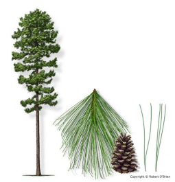 <ul><li><p>Needle shaped leaves</p></li><li><p>Cone-bearing</p></li><li><p>Evergreen</p></li><li><p>Gymnosperm</p></li><li><p>Pine</p></li></ul>