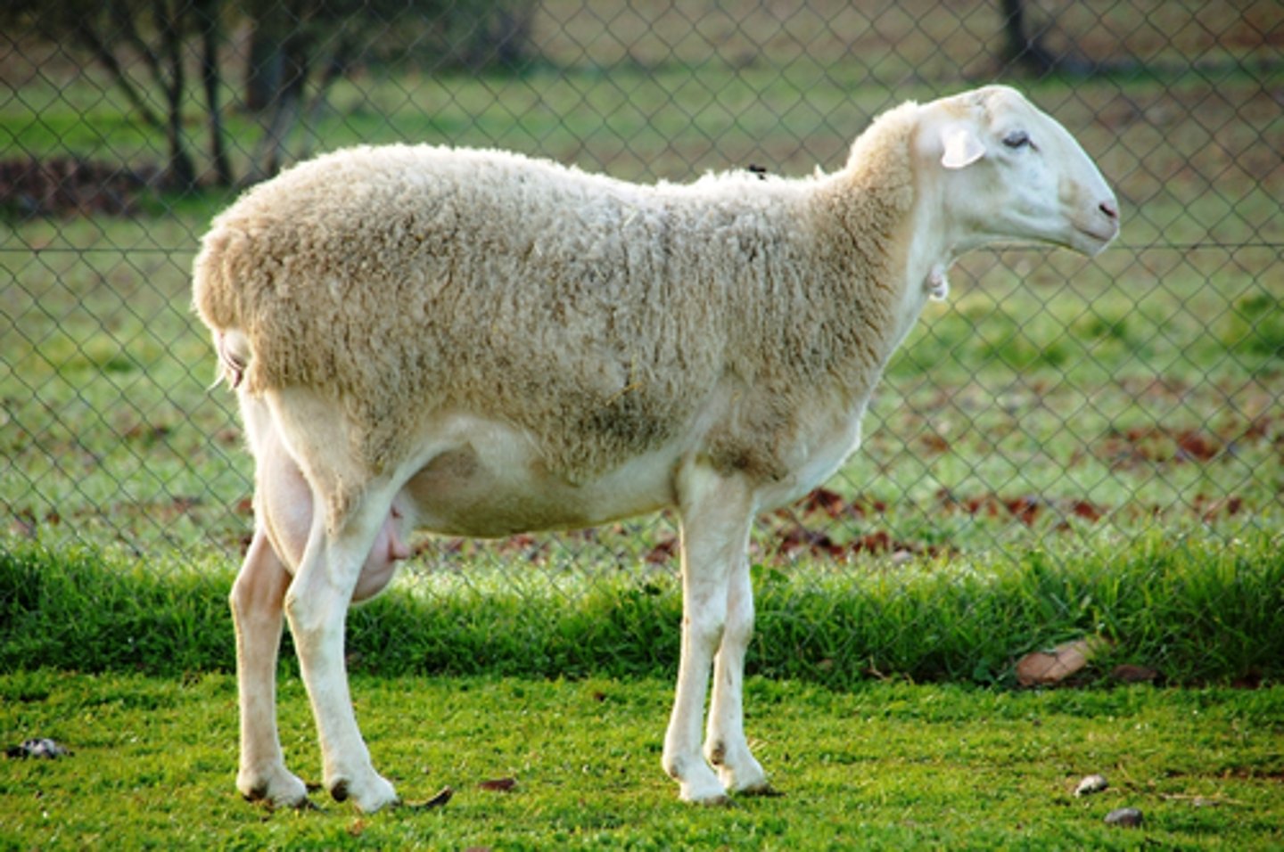 <p>fine wool, white hooves, convex face, semi loop ears, milk and meat, spain, extensive</p>