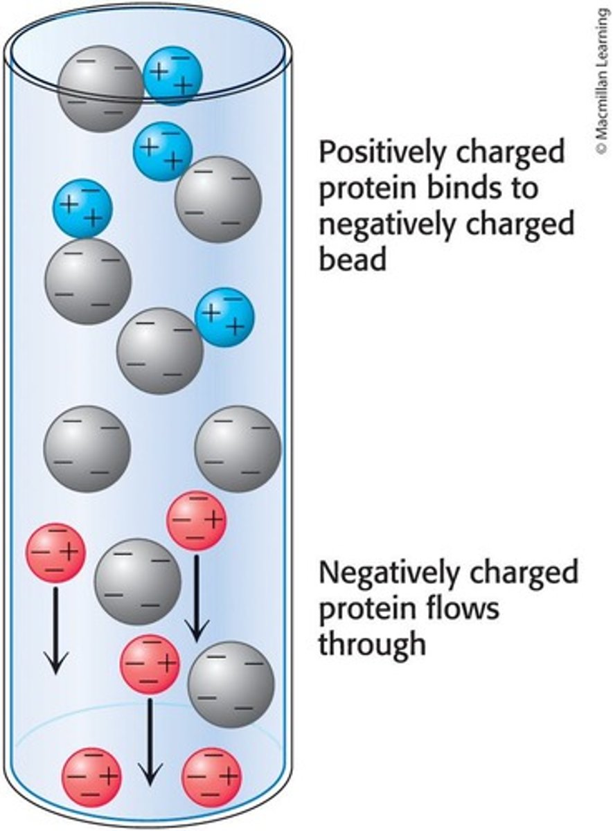 <p>Separates proteins on the basis of charge using charged beads in a column.</p>