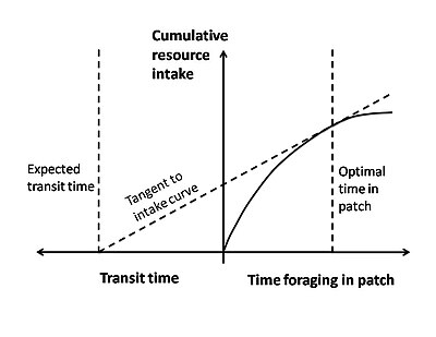 <p><span>assumes that natural selection has resulted in foraging behavior that maximizes fitness, while accounting for the dependence of energy intake rate on the forager's ability to detect, capture, and consume individual prey.</span></p>