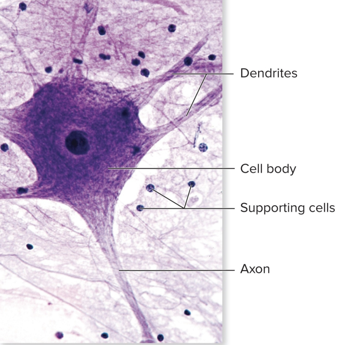 <p>What tissue is this?</p>