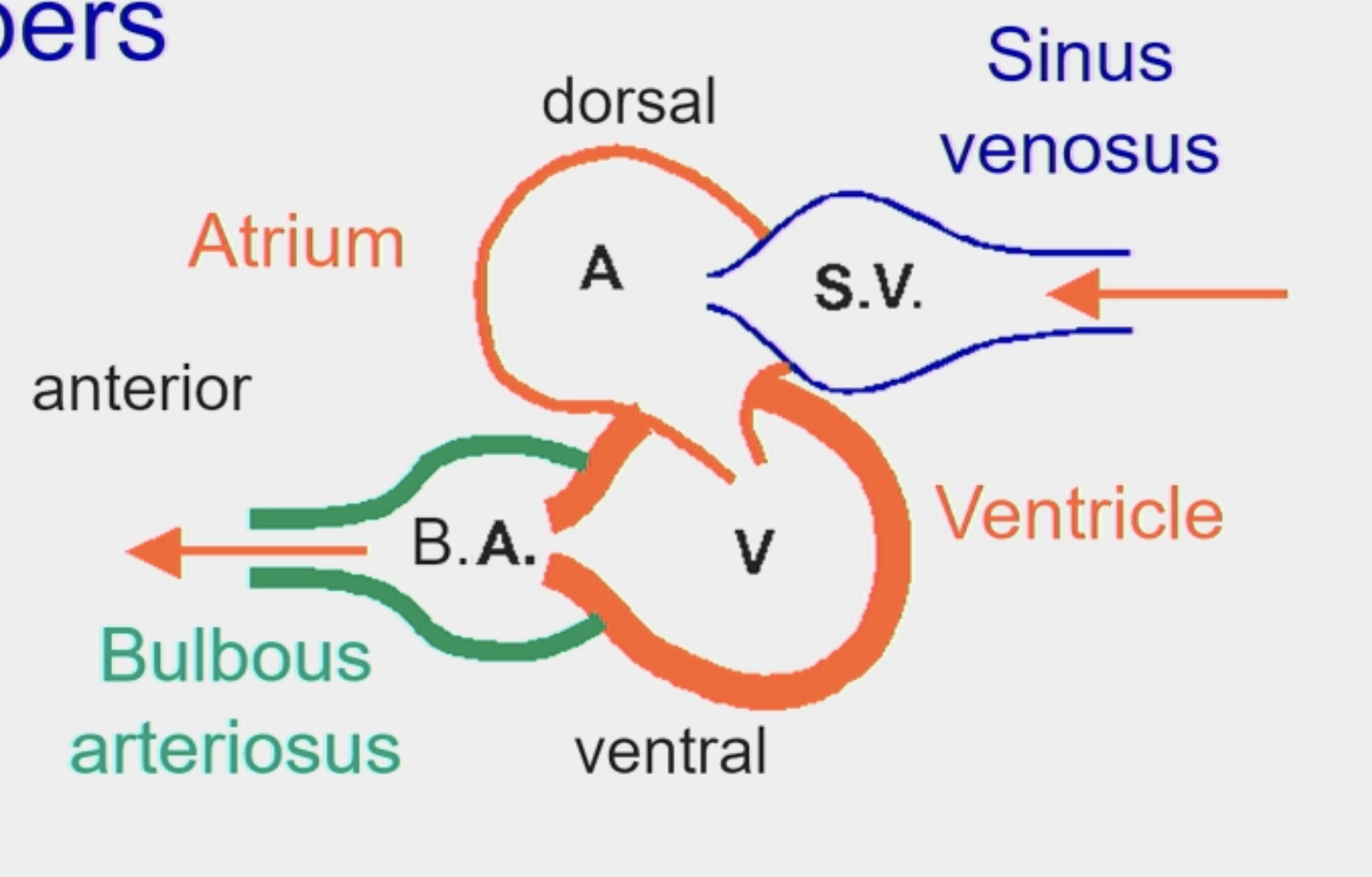 <p>sinus venosus pumps into atruim, then to ventricle, then pumped out to bulbus arteriorus…arteries and viens buldge</p>