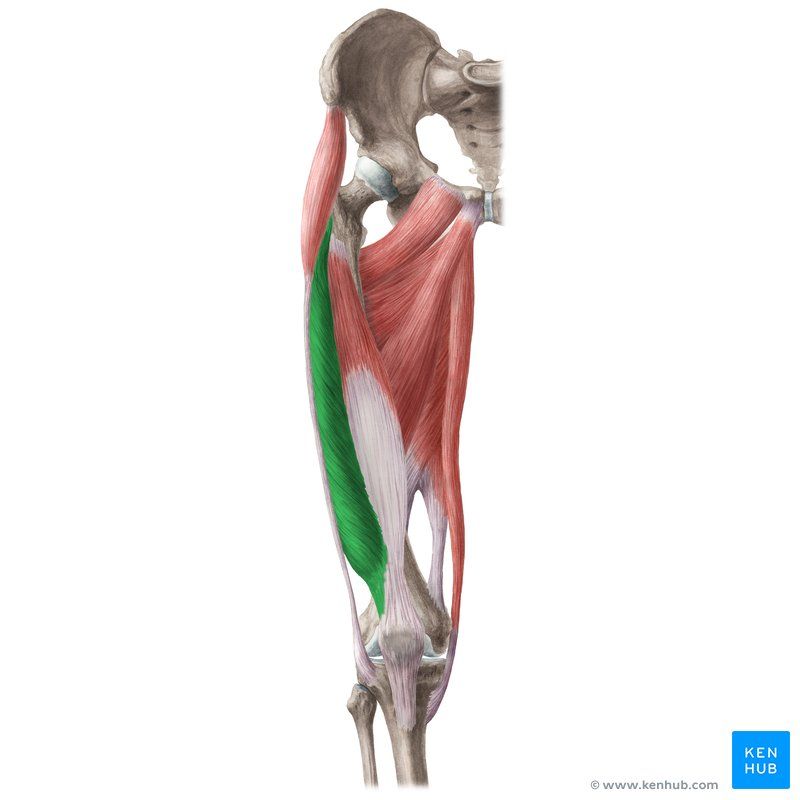 <p>Vastus Lateralis</p>