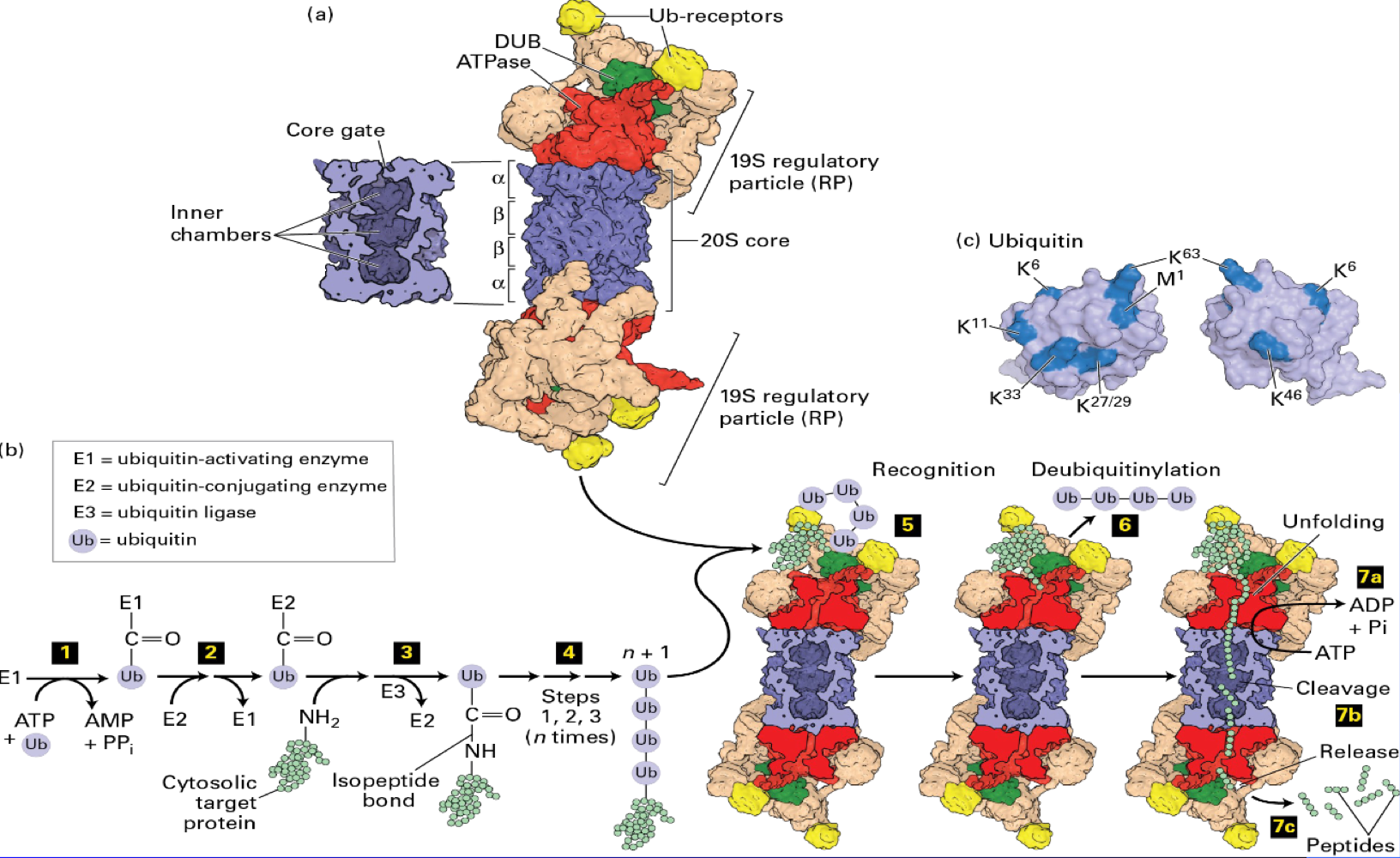 <ul><li><p>are large protein complexes responsible for hydrolyzing (breaking down) proteins only, acting as the cell's main protein shredders</p></li><li><p><span>&nbsp;</span>vital for the cell, evidenced by the fact that yeast mutants with defective ___ died</p></li><li><p>are massive structures (750,000 Daltons), are involved in managing cellular stress through the Unfolded Protein Response (UPR)</p></li></ul><p></p>