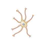 <p>The cell depicted in the image shown is a _______ cell</p>
