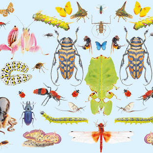 <p>-insects </p><p>-983,560 spp. </p><p>-mostly terrestrial and aquatic, few marine</p><p>-3 pairs ectognathous mouthparts</p><p>mandible</p><p>maxillae</p><p>unpaired labrum</p><p>-<strong>labium</strong> (fused 2nd maxillae)</p><p>-antennal musculature only in 2 basal segments </p><p>-most have 2 pairs of wings (2nd and 3rd thoracic segment)</p><p>-meso and metathoracic </p><p>-cuticular outgrowths</p>