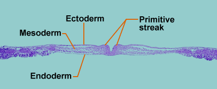 <ul><li><p>Ectoderm: <span style="color: rgb(0, 0, 0)">skin and adnexal structures (supporting appendages (structures/organs) near primary organs or systems), nervous system</span></p></li><li><p>Endoderm: <span style="color: rgb(0, 0, 0)">lining of G.I. tract, hollow organs (bladder)</span></p></li><li><p>Mesoderm: <span style="color: rgb(0, 0, 0)">bone, blood vessels, muscle, parenchyma of internal organs</span></p></li></ul>