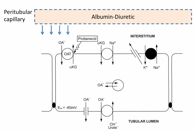 <p>-proximal tubular secretion</p>
