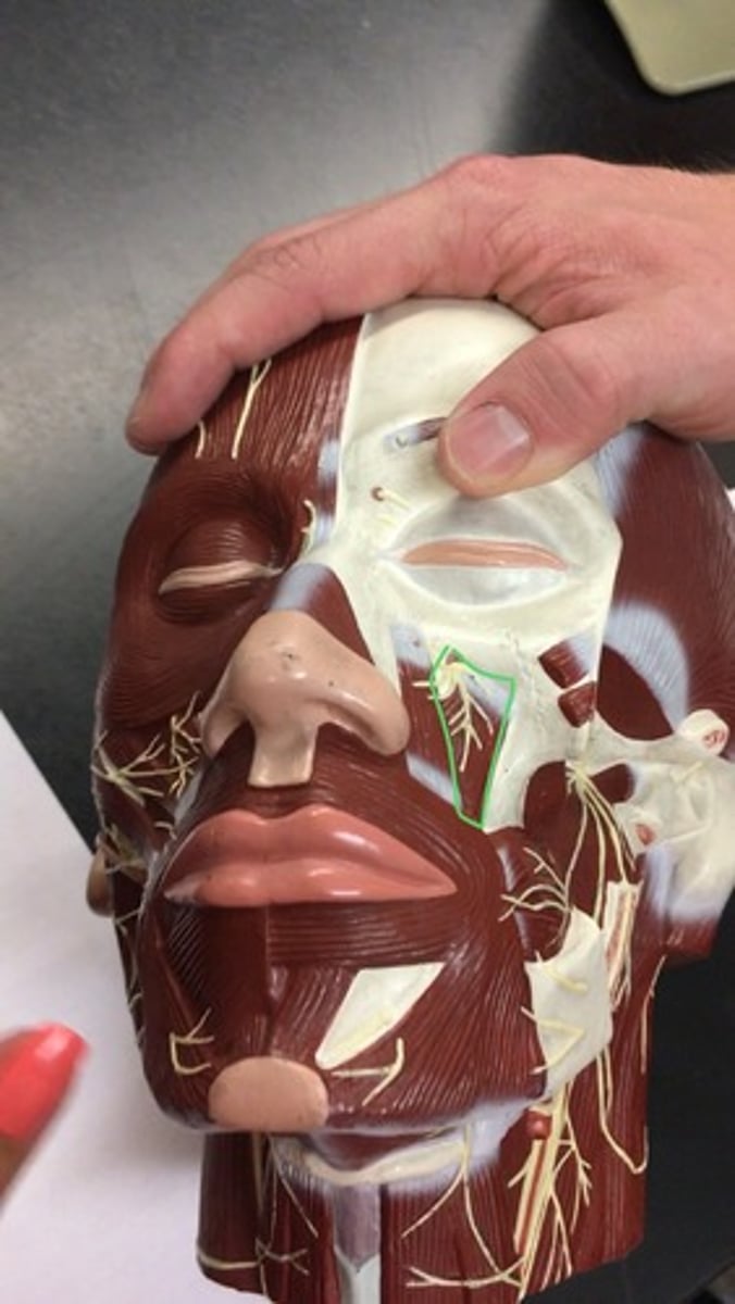 <p>Cheek, underneath eye (deep side) yellow nerve on it.</p>