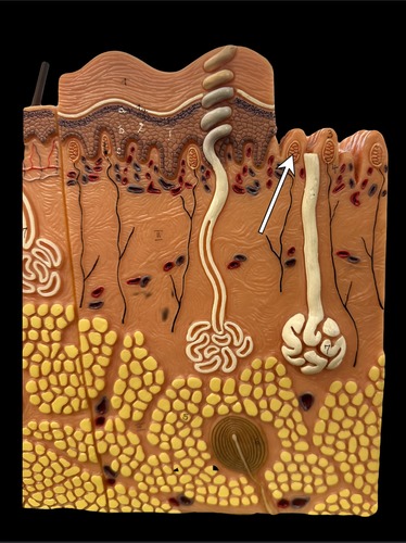 <p>Light touch receptor</p>