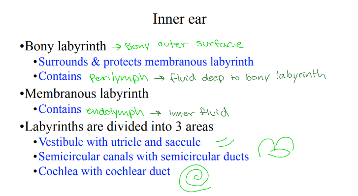 <p>The inner ear consists of what 2 labryinths and what do they contain?</p>