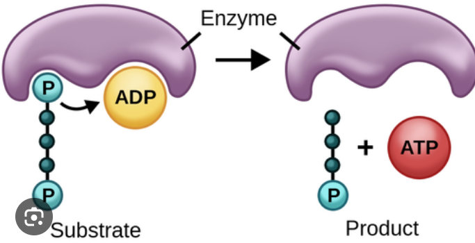 <p>ATP is made when an enzyme directly transfers a phosphate group onto ADP, occurs during glycolysis and Krebs cycle</p>