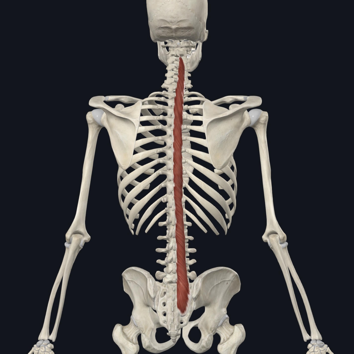 <p>Acting unilaterally: contralaterally rotates  </p><p>Acting bilaterally: stabilizes vertebrae during local movements of vertebral column</p>