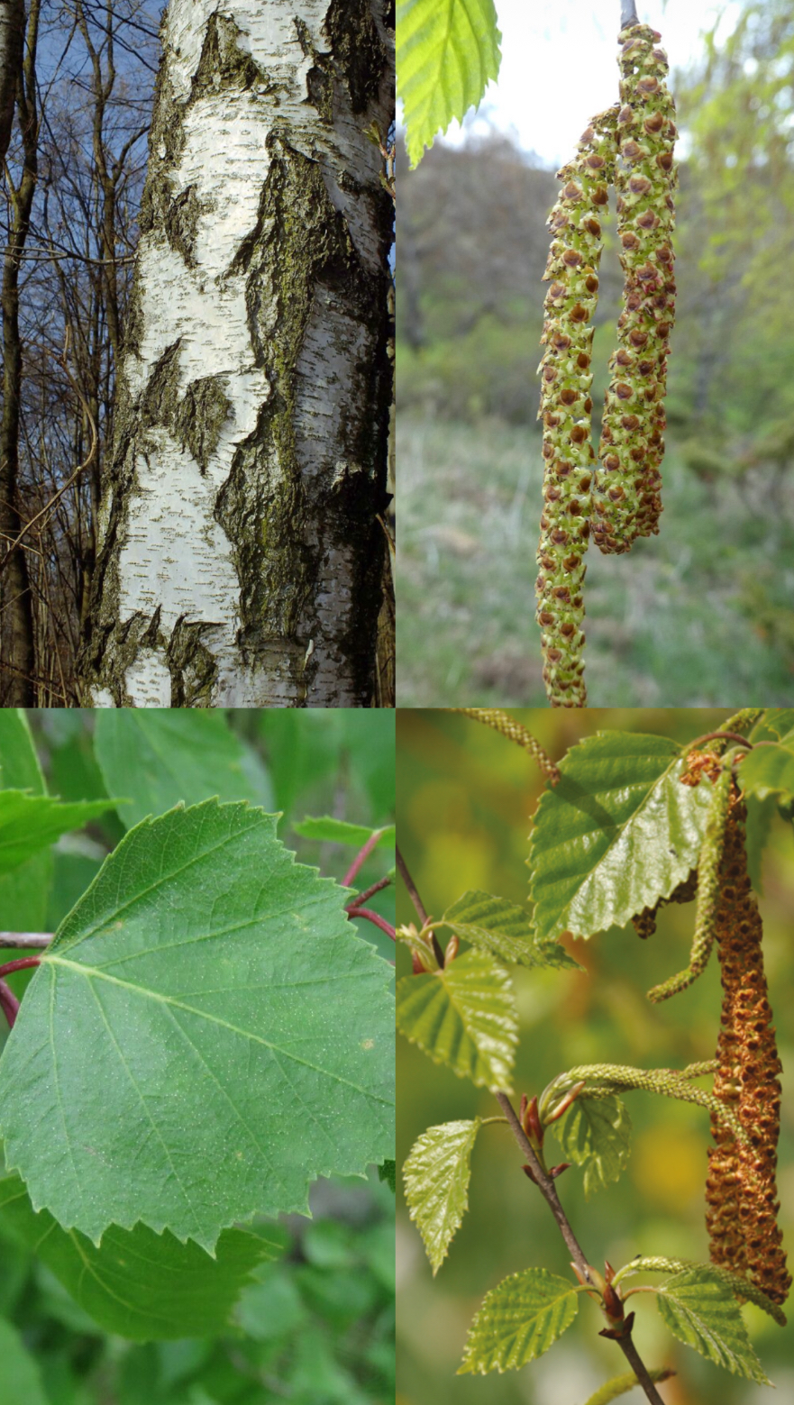 <p><span style="font-family: UICTFontTextStyleItalicBody; font-size: 19px;"><em>Betula pendula</em></span></p>